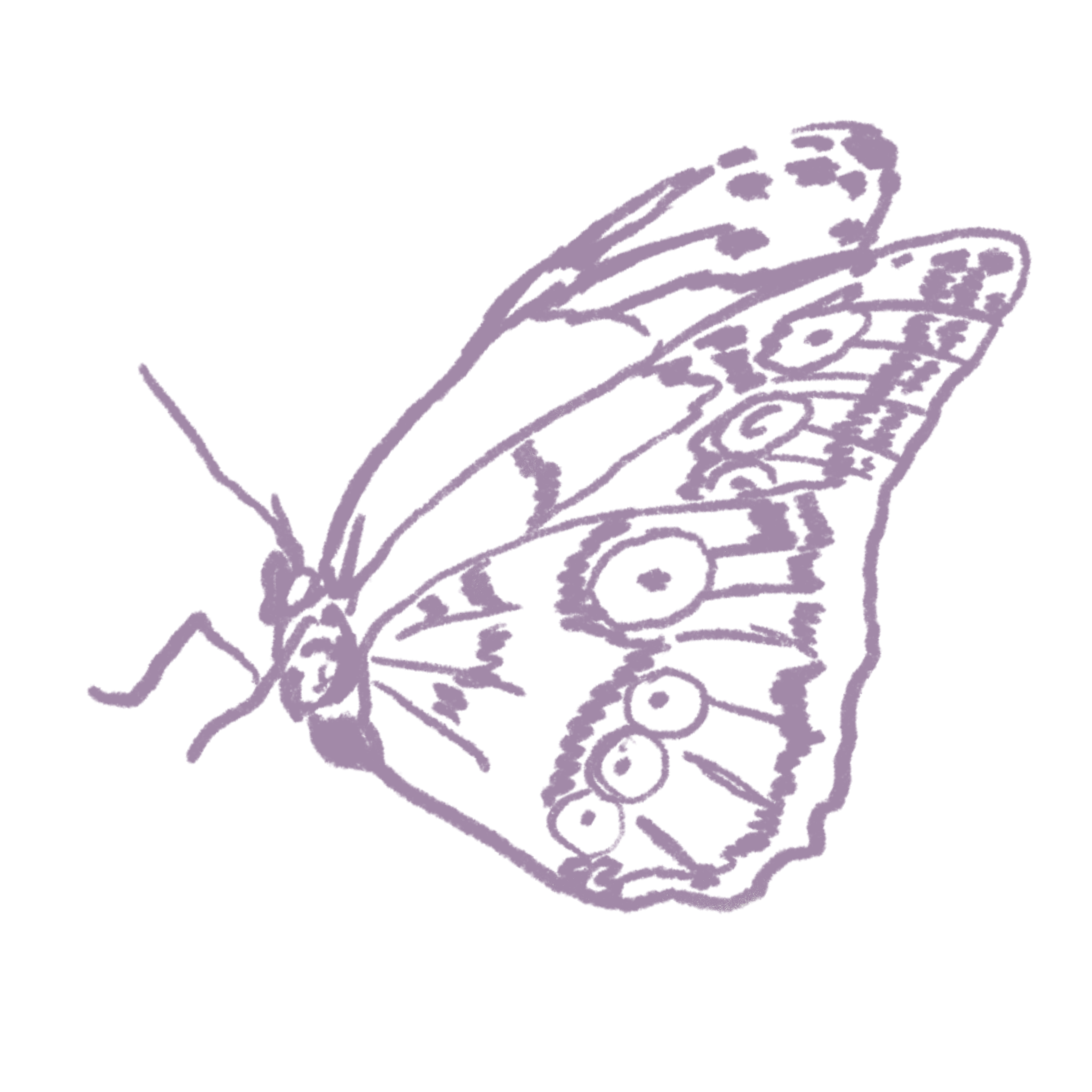 Gray Purple Butterfly