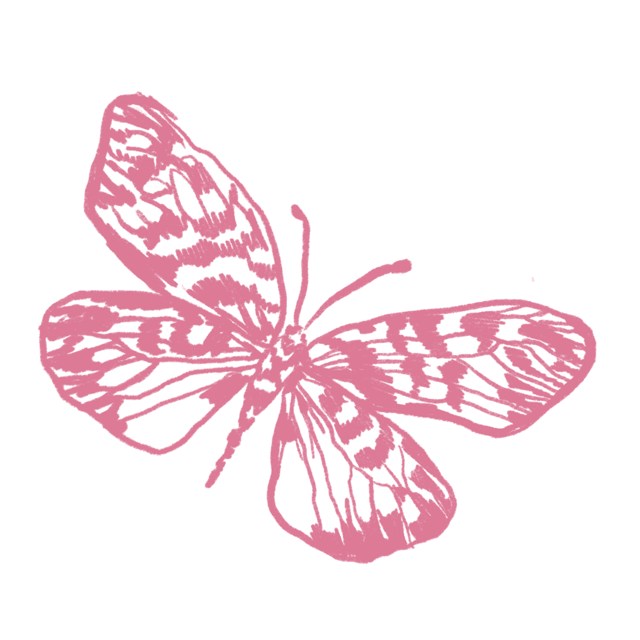 Pink Butterfly