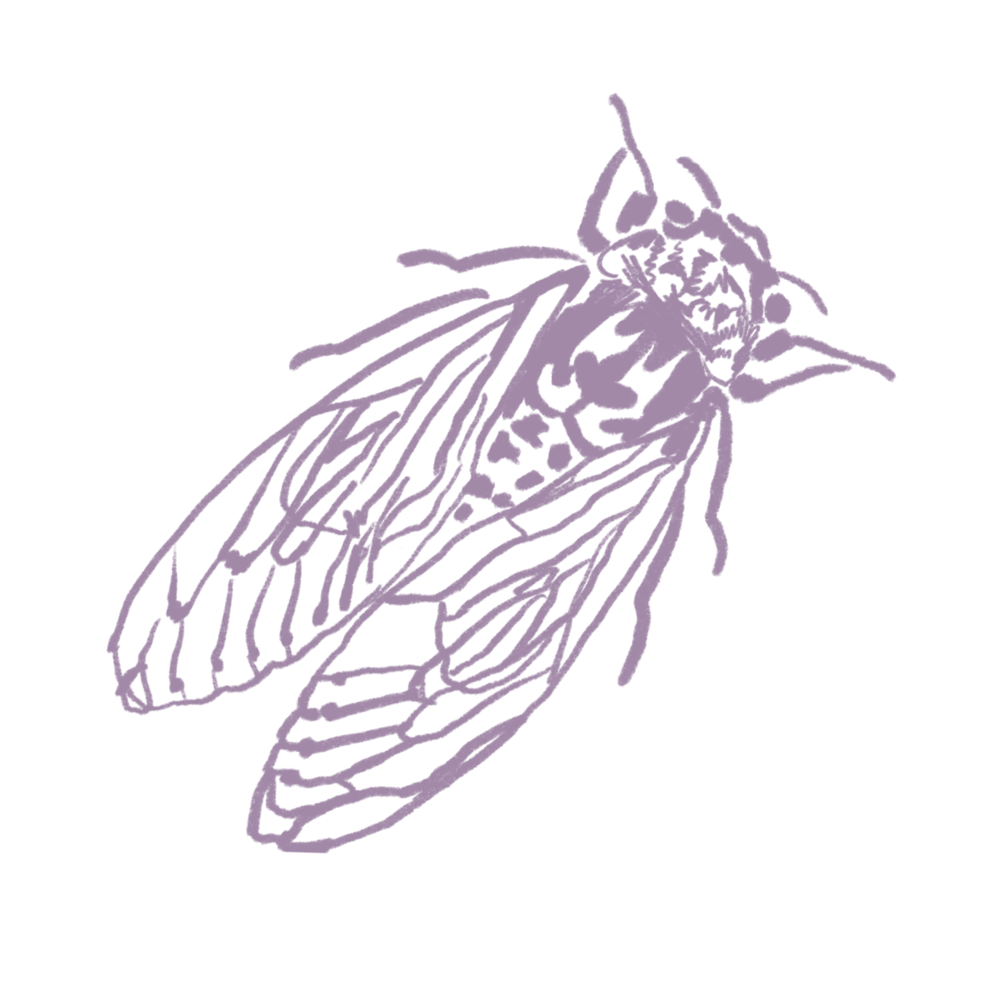 Gray Purple Cicada