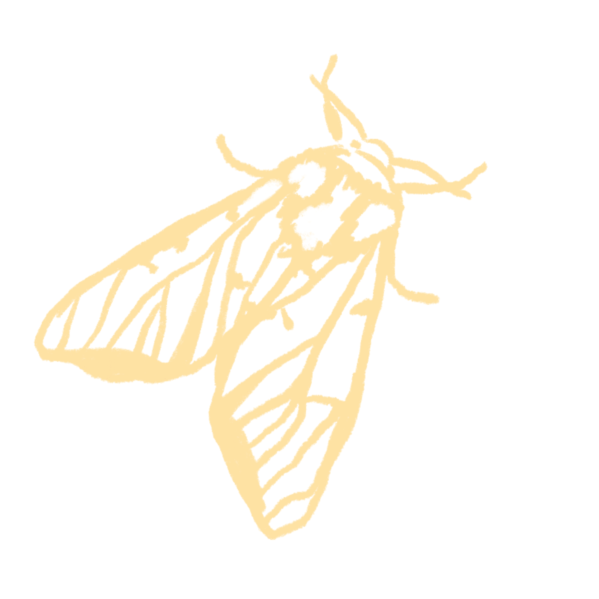 Yellow Moth