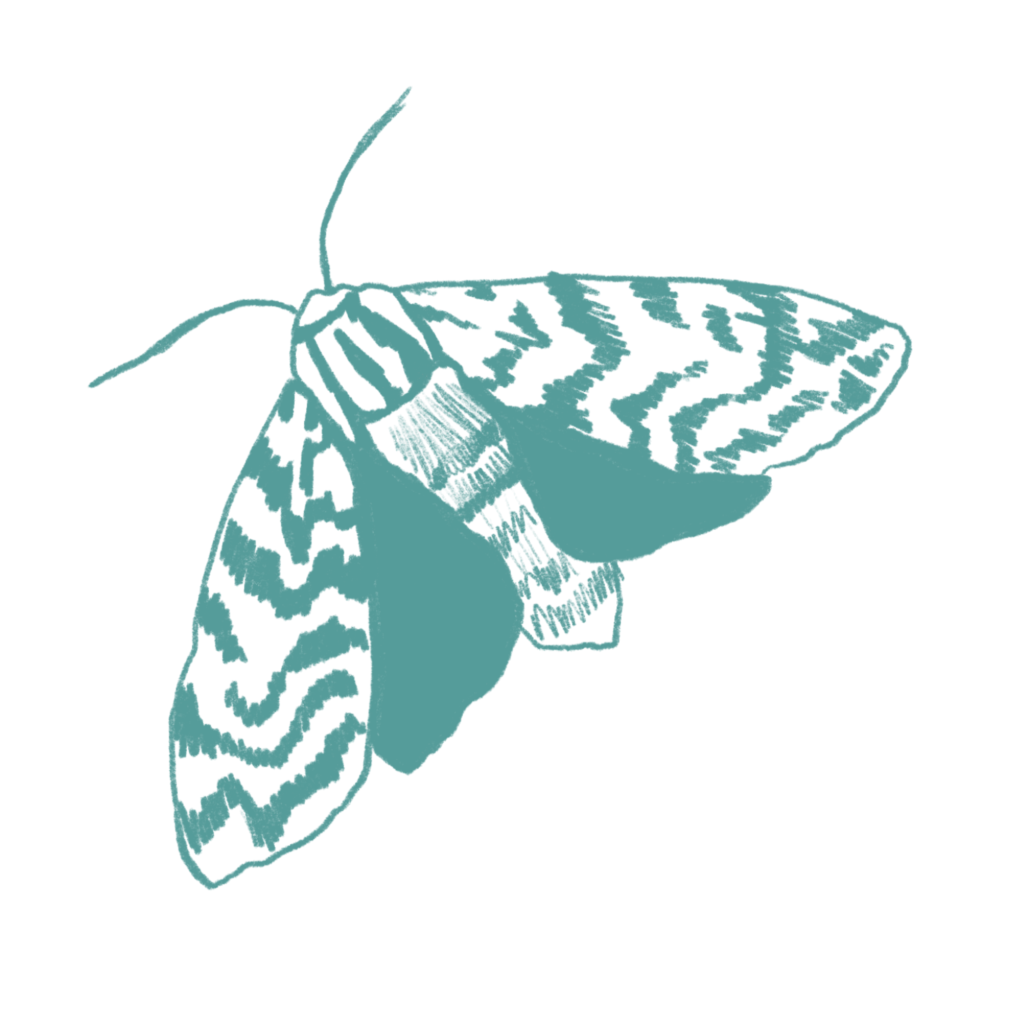Cyan Moth