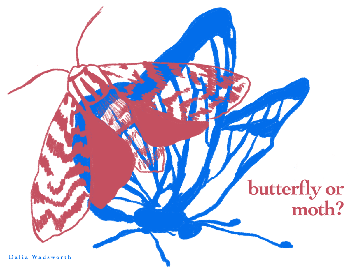 Butterfly or Moth